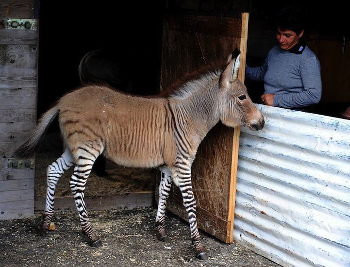20 photos d'animaux hybrides nés de croisements incroyables ! Quotes   