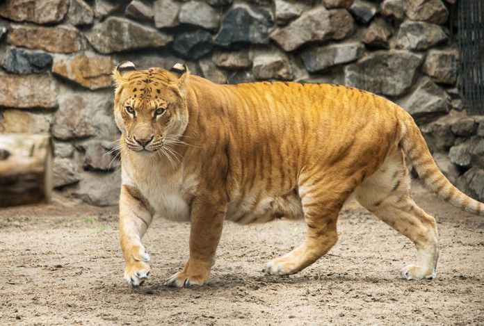 20 photos d'animaux hybrides nés de croisements incroyables ! Quotes   