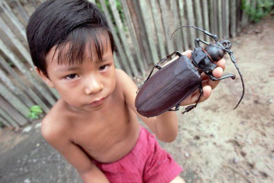 Les 10 plus gros insectes du monde qui vont vous faire faire des cauchemars ! Quotes   