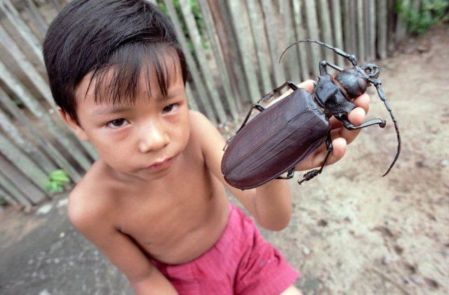Les 10 plus gros insectes du monde qui vont vous faire faire des cauchemars ! Quotes   