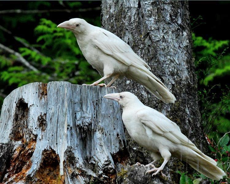 Les animaux albinos sont magnifiques et ces 30 photos le prouvent ! Quotes   