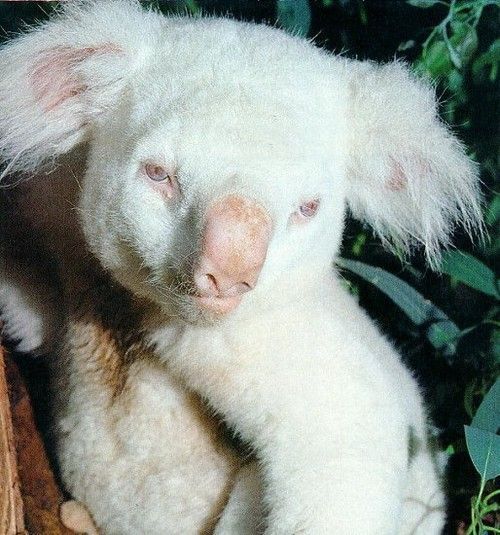 Les animaux albinos sont magnifiques et ces 30 photos le prouvent ! Quotes   