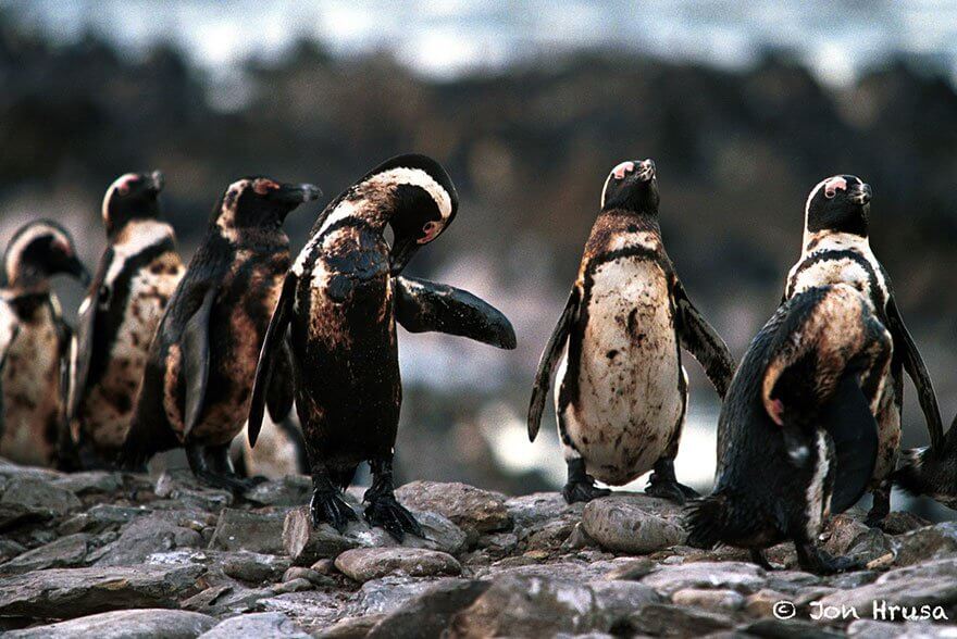 Ces images choquantes de l'effet de la pollution sur les animaux Quotes   