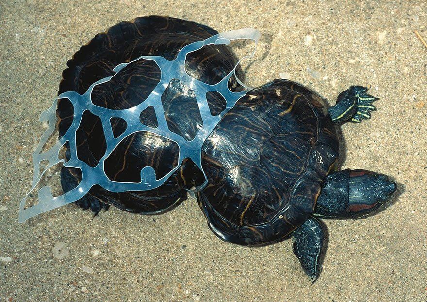 Ces images choquantes de l'effet de la pollution sur les animaux Quotes   