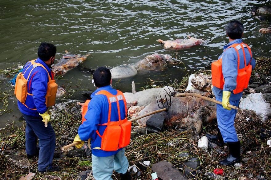 Ces images choquantes de l'effet de la pollution sur les animaux Quotes   