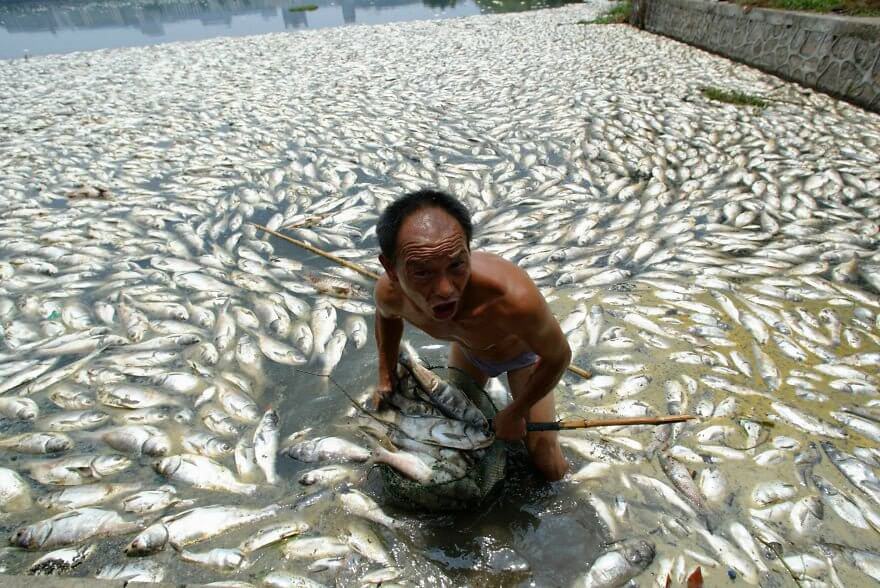 Ces images choquantes de l'effet de la pollution sur les animaux Quotes   