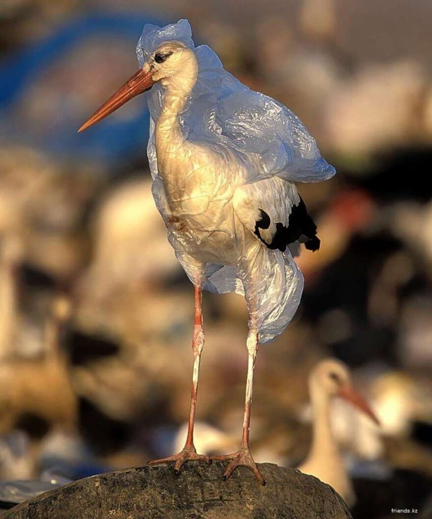 Ces images choquantes de l'effet de la pollution sur les animaux Quotes   