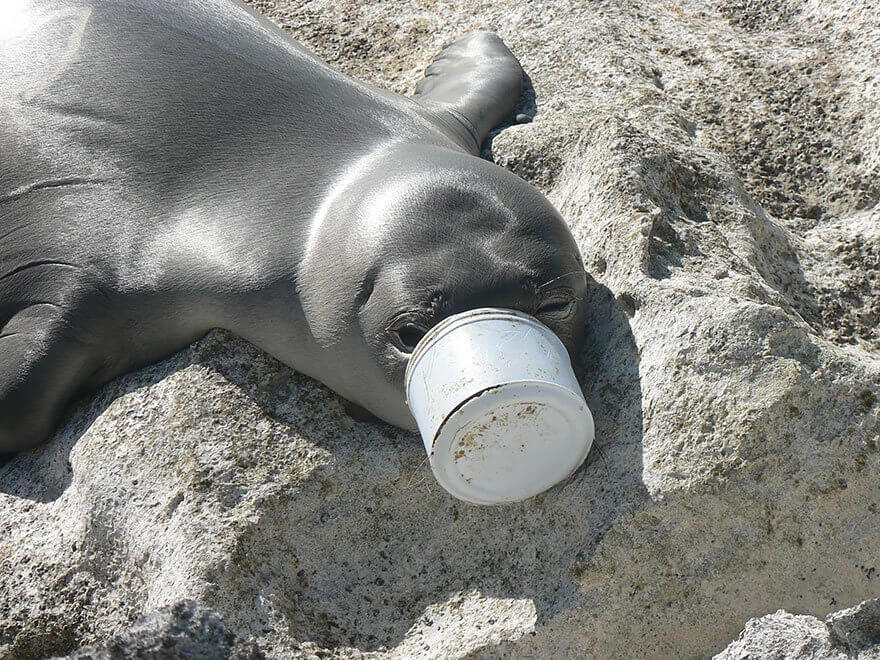 Ces images choquantes de l'effet de la pollution sur les animaux Quotes   