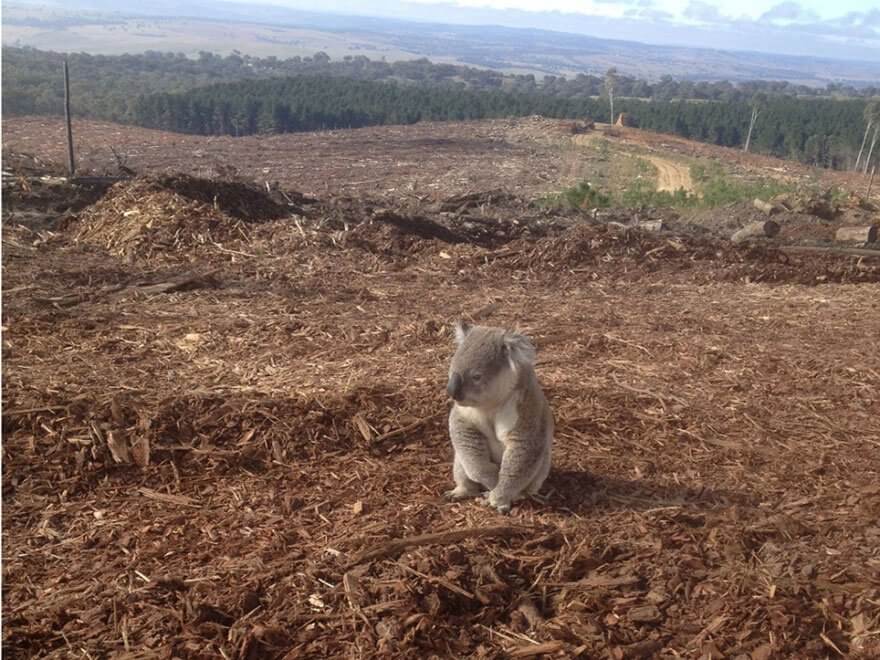 Ces images choquantes de l effet de la  pollution  sur les 