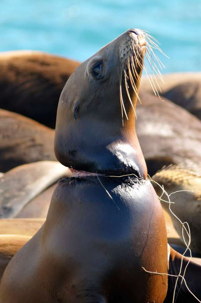 Ces images choquantes de l'effet de la pollution sur les animaux Quotes   