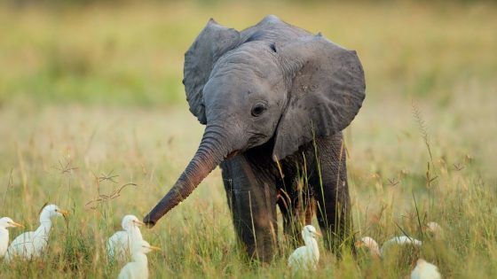 Après avoir perdu son maître, cet éléphant est pris en photo. Bien sûr, personne ne s'attendait à ça Quotes   