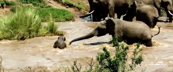 Un éléphanteau sauvé par ses congénères Quotes   