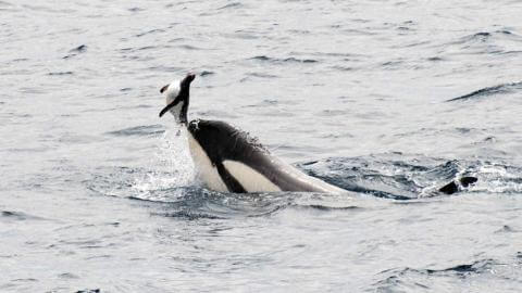Touchant : un pingouin pourchassé par des orques va se réfugier sur un Zodiac Quotes   