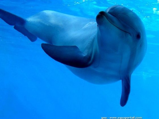 Un dauphin sauve une femme d'un requin in extremis Quotes   