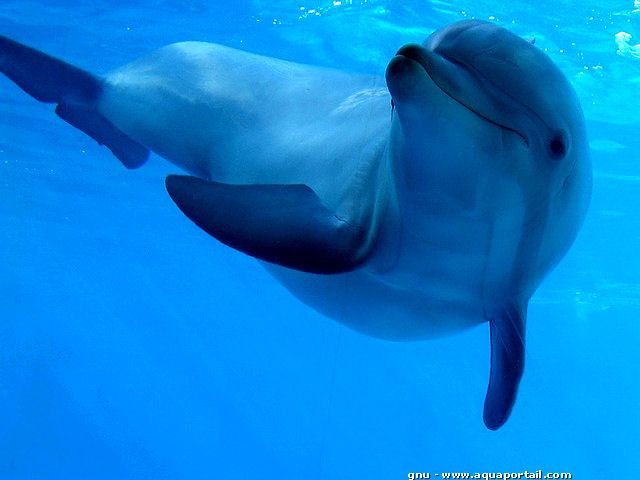 Un dauphin sauve une femme d'un requin in extremis Quotes   