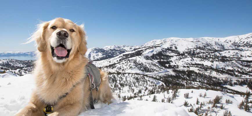 Ce chien sauvé d'une mort certaine par des skieurs Quotes   