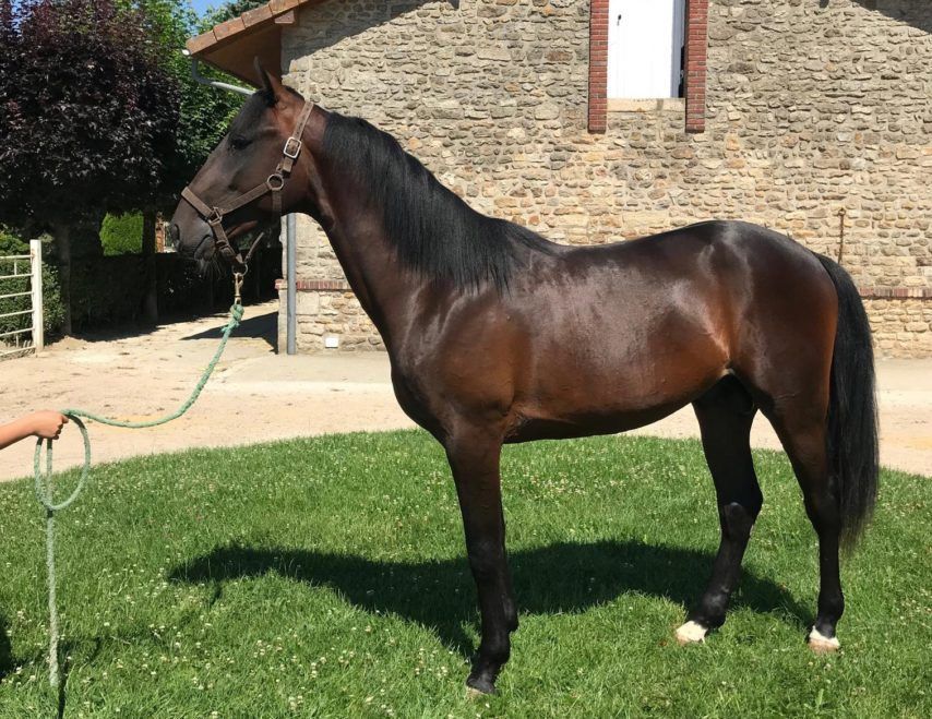 Pour lui porter chance, il nomme son cheval Golo Kanté ! Quotes   