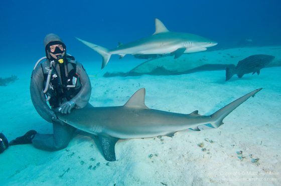 Cette femme a l'incroyable don d'hypnotiser les requins Quotes   