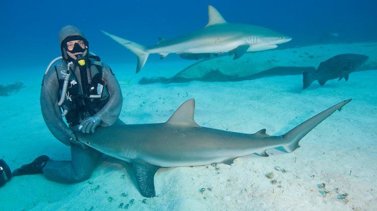 Cette femme a l'incroyable don d'hypnotiser les requins Quotes   