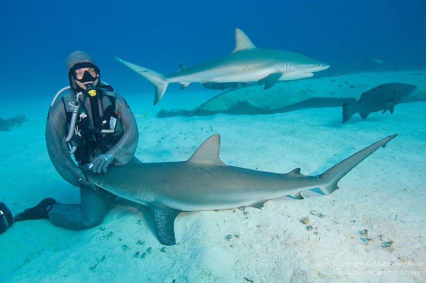 Cette femme a l'incroyable don d'hypnotiser les requins Quotes   