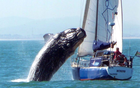 Une baleine de 40 tonnes s'écrase sur un voilier Quotes   