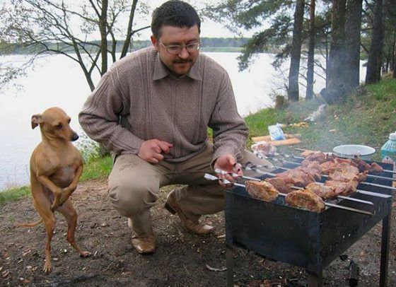 15 photos drôles de chiens qui supplient leur maître pour de la nourriture Quotes   