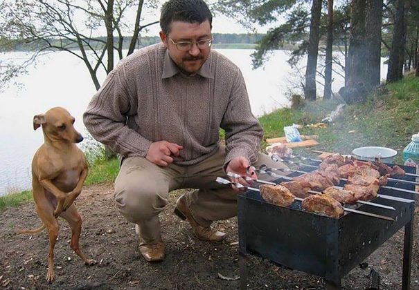 15 photos drôles de chiens qui supplient leur maître pour de la nourriture Quotes   