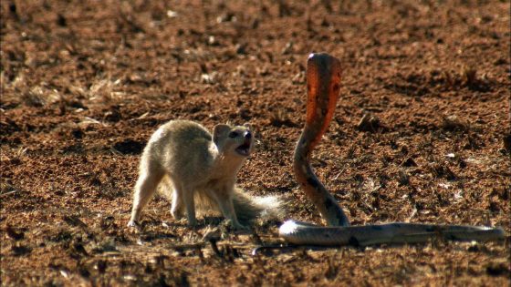 Ces 10 animaux sont des prédateurs de serpents Quotes   