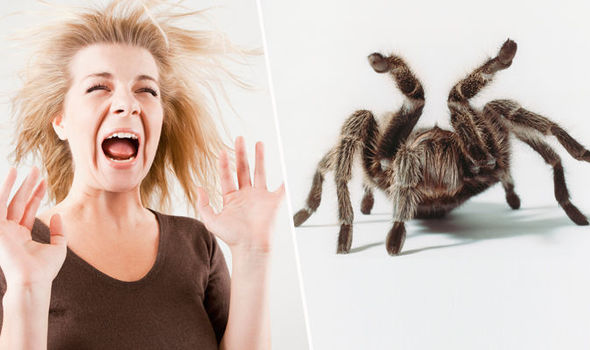 11 maneras simples de matar una araña, esta pequeña bestia que todos odiamos Quotes   