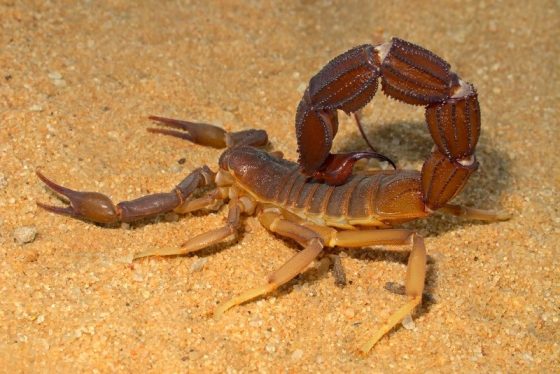 10 faits fascinants sur les scorpions Quotes   