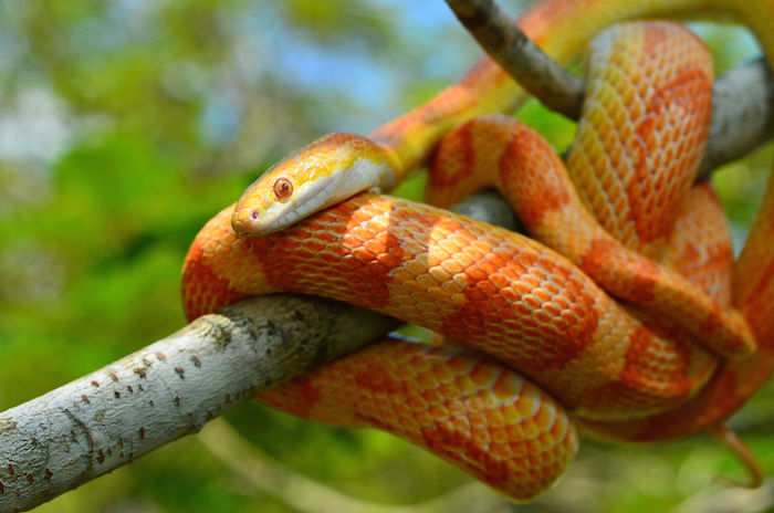 15 trucs choquants qu'on ne sait pas sur les serpents Quotes   