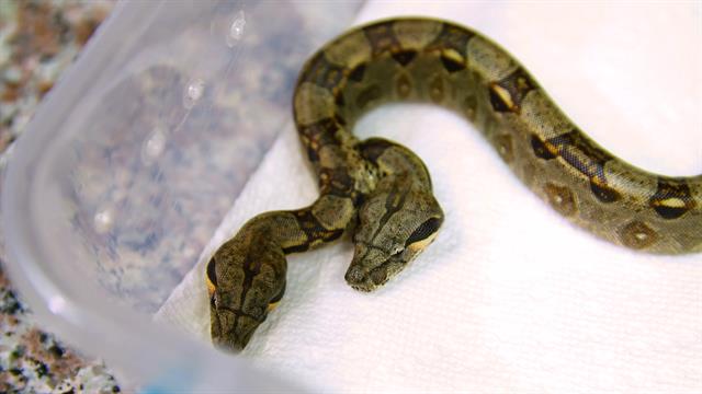 15 trucs choquants qu'on ne sait pas sur les serpents Quotes   