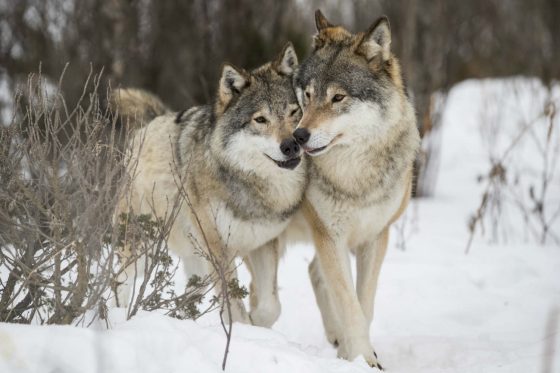 Les 15 animaux qui tuent le plus au monde Quotes   