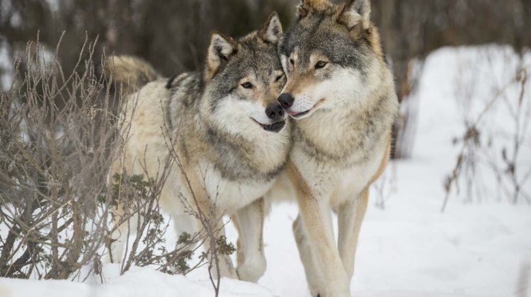 Les 15 animaux qui tuent le plus au monde Quotes   