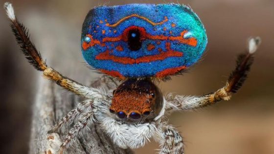 8 Choses que vous ignoriez sur l'araignée-paon Quotes   