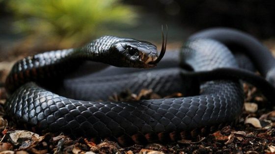 Les 10 serpents les plus incroyables à travers le globe Quotes   