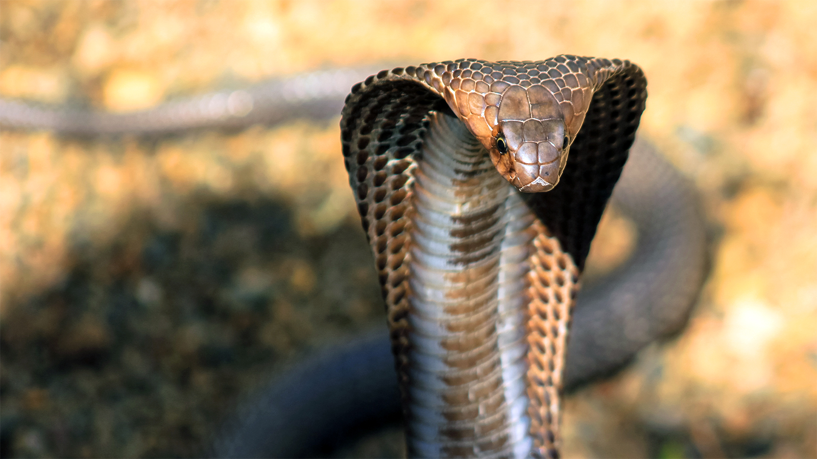 Les 10 serpents les plus incroyables à travers le globe Quotes   