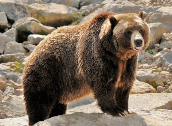 Les 10 ours les plus incroyables du monde Quotes   