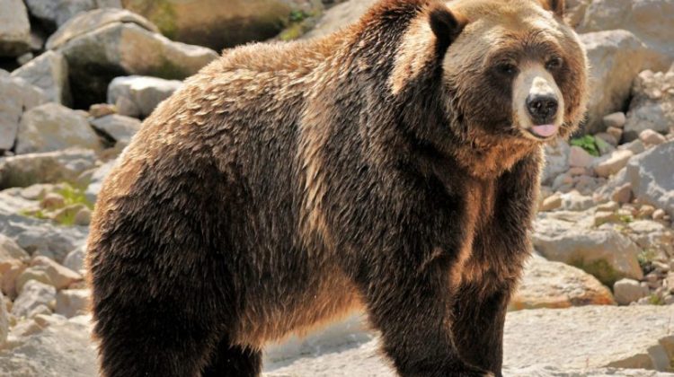 Les 10 ours les plus incroyables du monde Quotes   