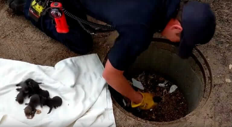 Des pompiers croient sauver des chiots d'un égout et ont la surprise de leur vie Quotes   