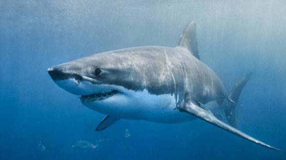 10 trucs choquants qu'on ne sait pas sur les requins Quotes   