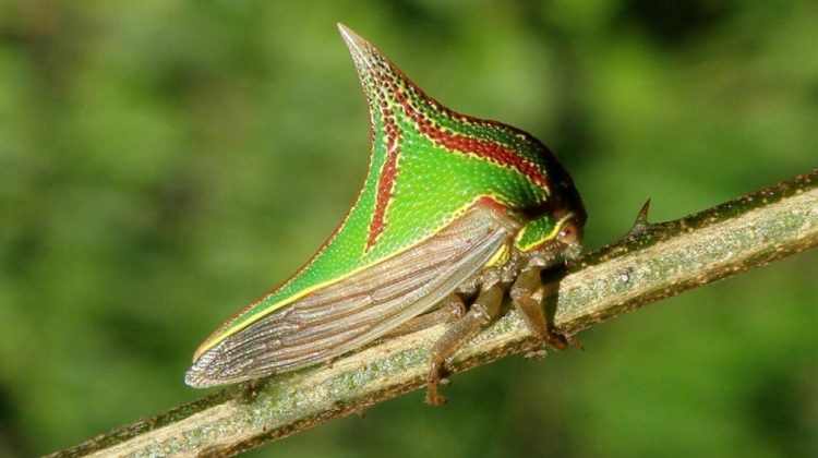 Les 20 insectes les plus étranges du monde Quotes   