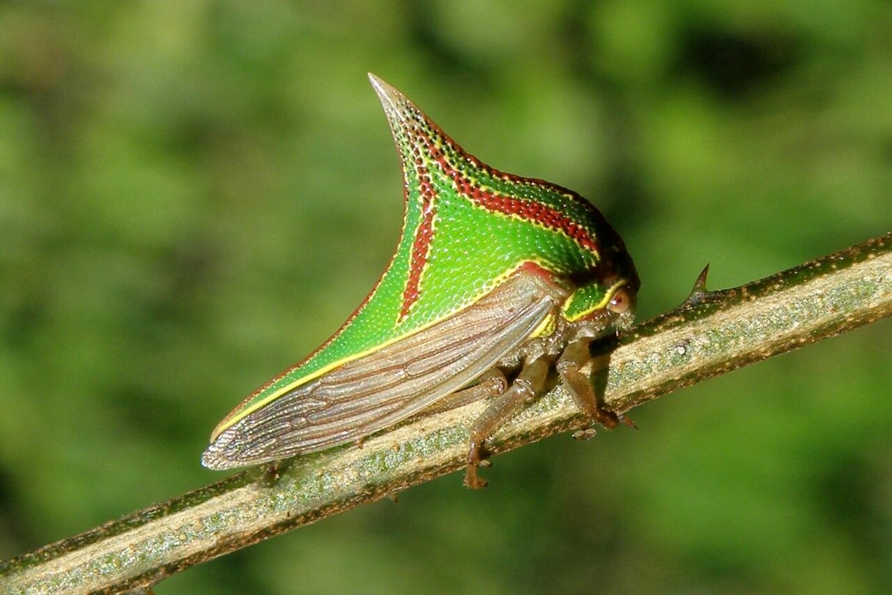 Les 20 insectes les plus étranges du monde Quotes   