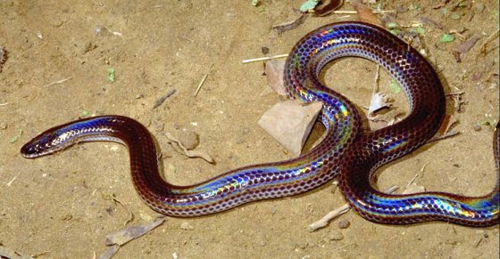 Les 10 plus beaux serpents du monde Quotes   