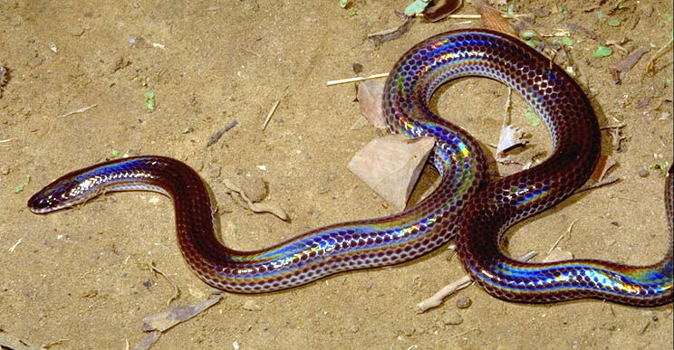 Las 10 serpientes más bellas del mundo Quotes   