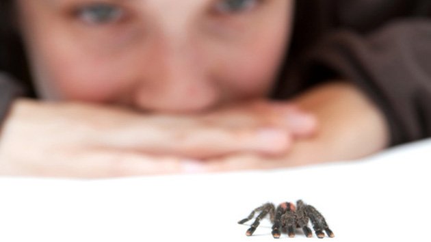 12 astuces pour éloigner les araignées, sans les écraser ! Astuce pour l'extérieur Astuces pour l'intérieur   